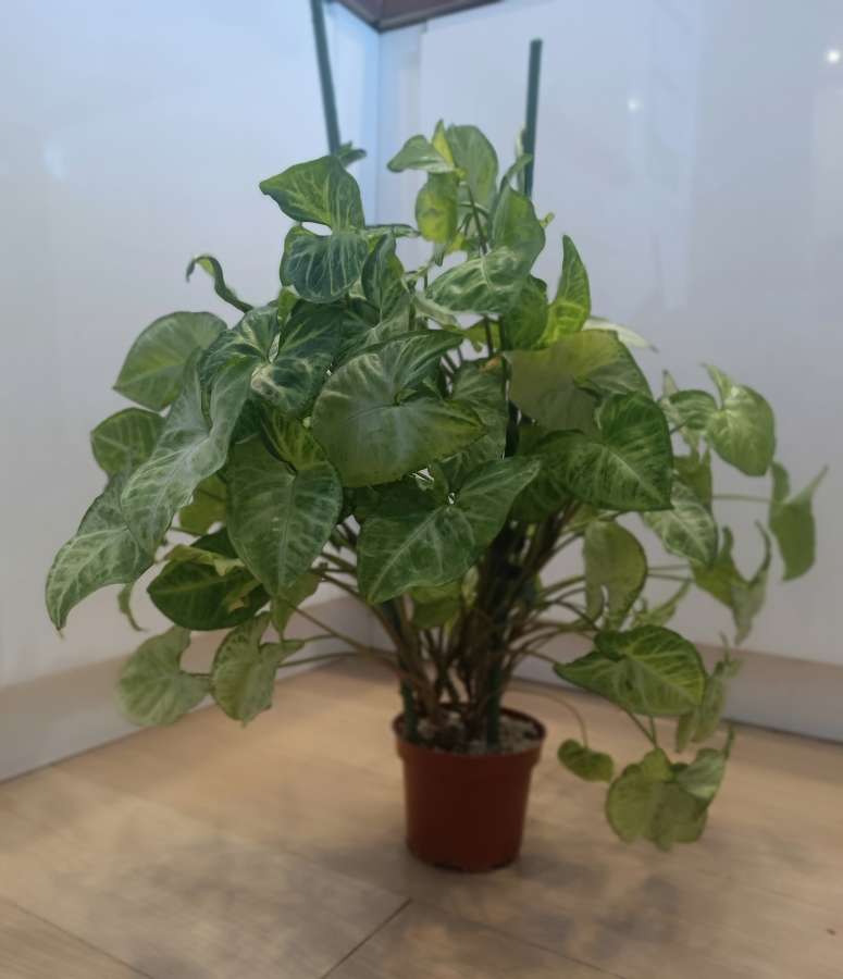 Syngonium 3