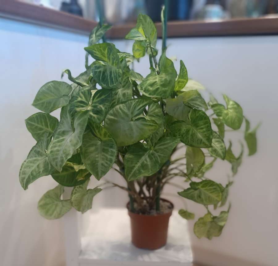 Syngonium 2