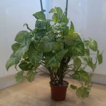 Syngonium