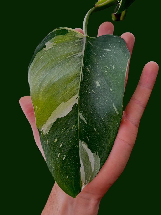 Philodendron White Princess 2