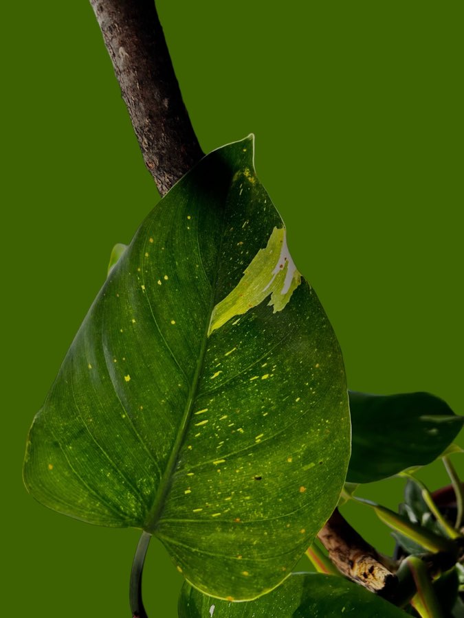 Philodendron White Princess 3