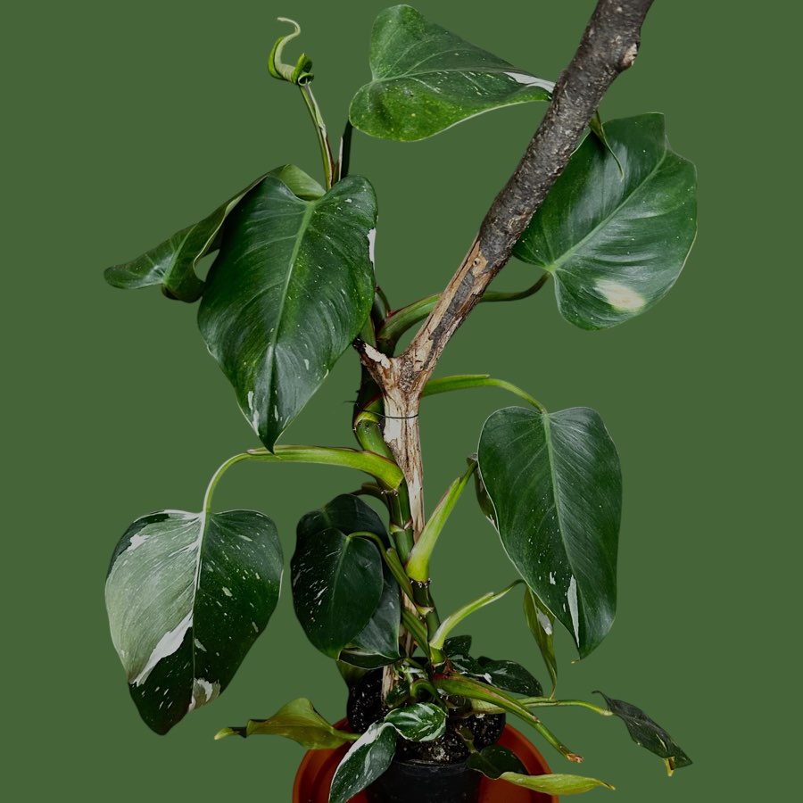 Philodendron White Princess