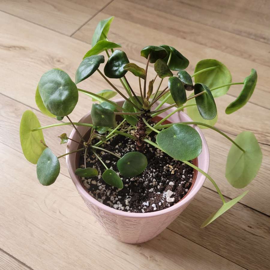 Pilea peperomioides 2