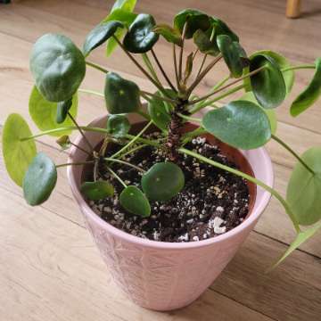 Pilea peperomioides