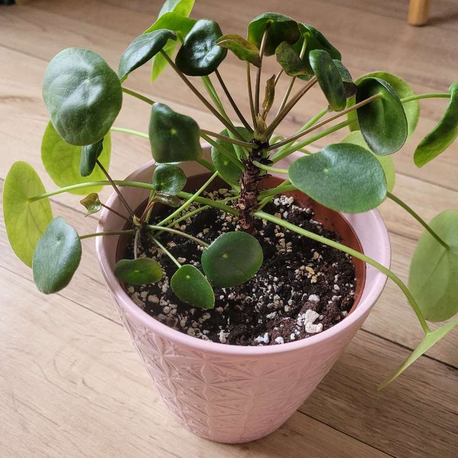 Pilea peperomioides