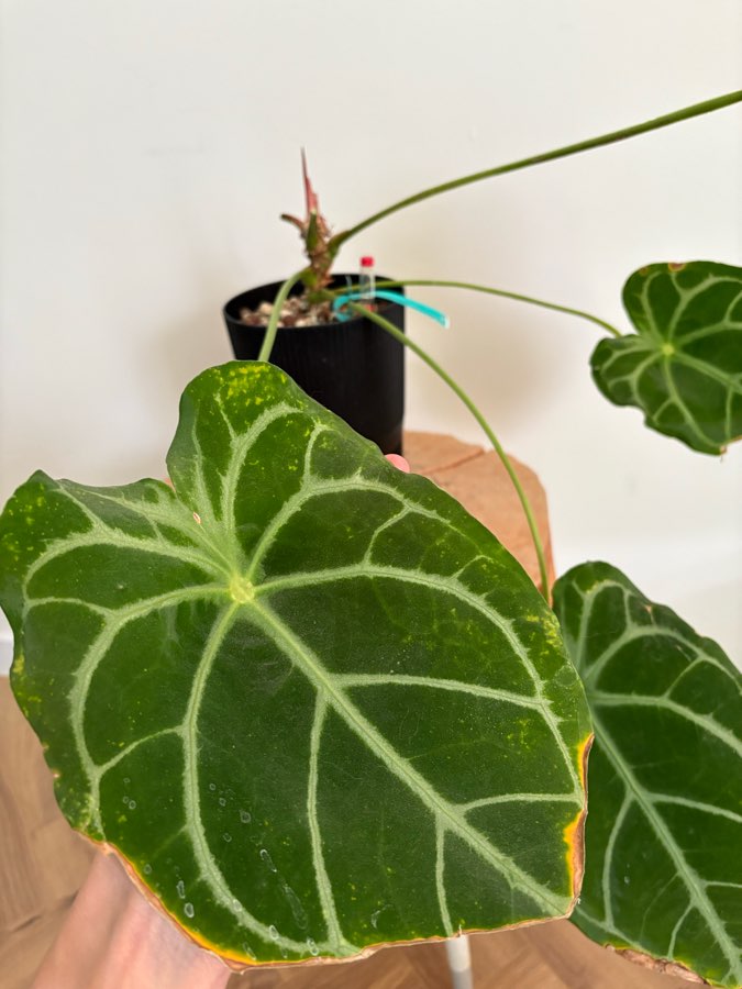 Anthurium MagnificumX 2