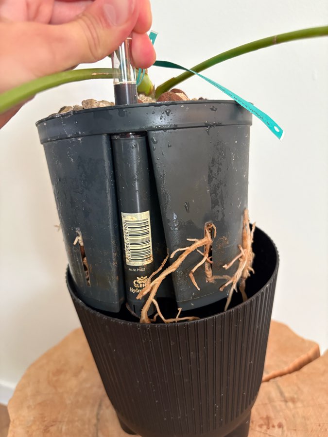 Anthurium MagnificumX 5