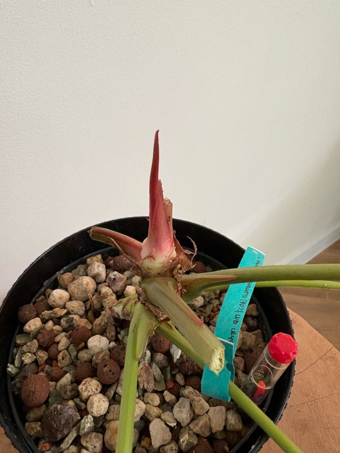 Anthurium MagnificumX 4