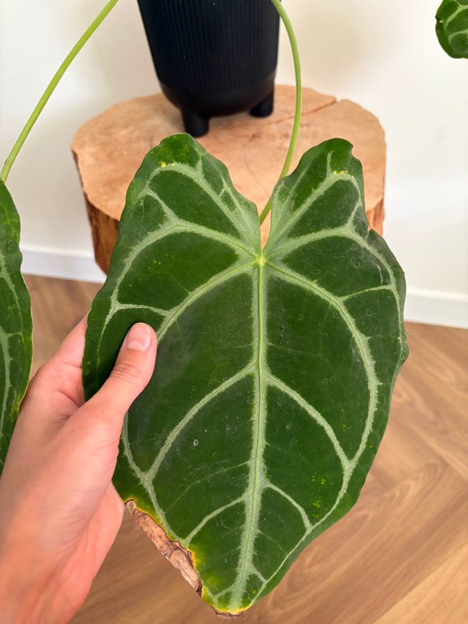 Anthurium MagnificumX 3