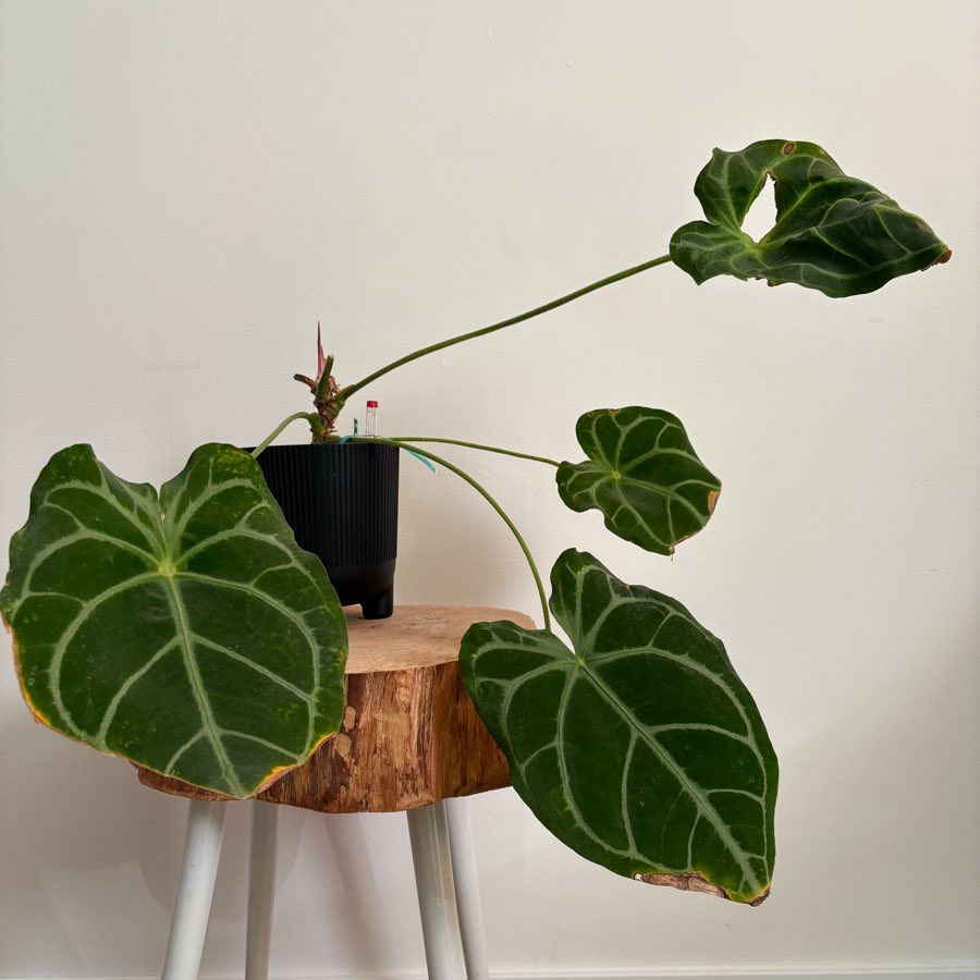 Anthurium MagnificumX