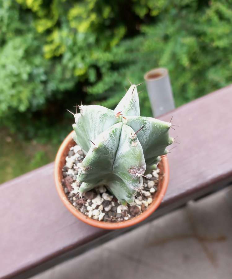 stenocereus pruinosus 4