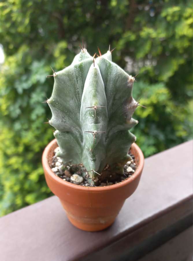 stenocereus pruinosus 5