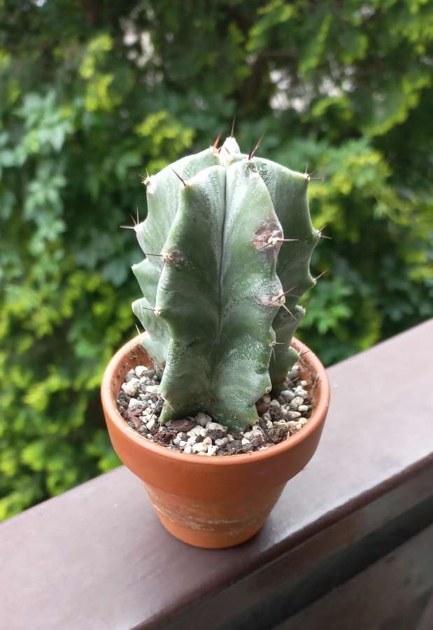 stenocereus pruinosus 2