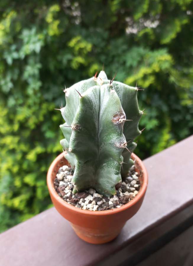 stenocereus pruinosus 3
