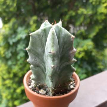 stenocereus pruinosus