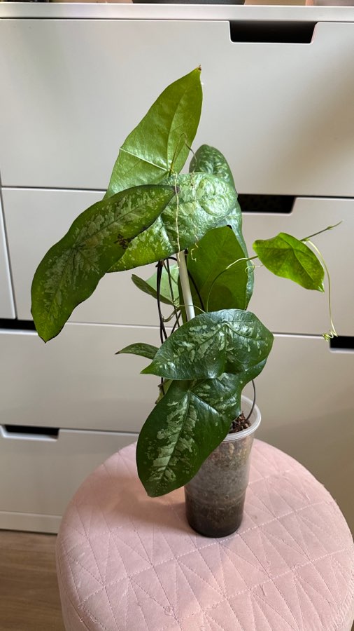 Passiflora coriacea 4