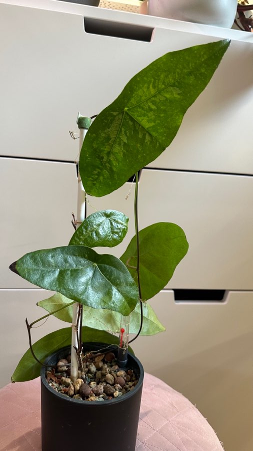 Passiflora coriacea 2