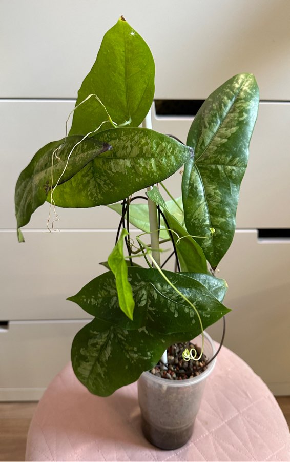 Passiflora coriacea