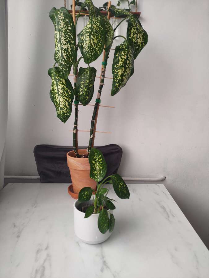 Dieffenbachia 3