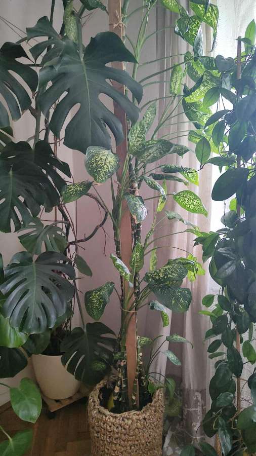 Dieffenbachia 4