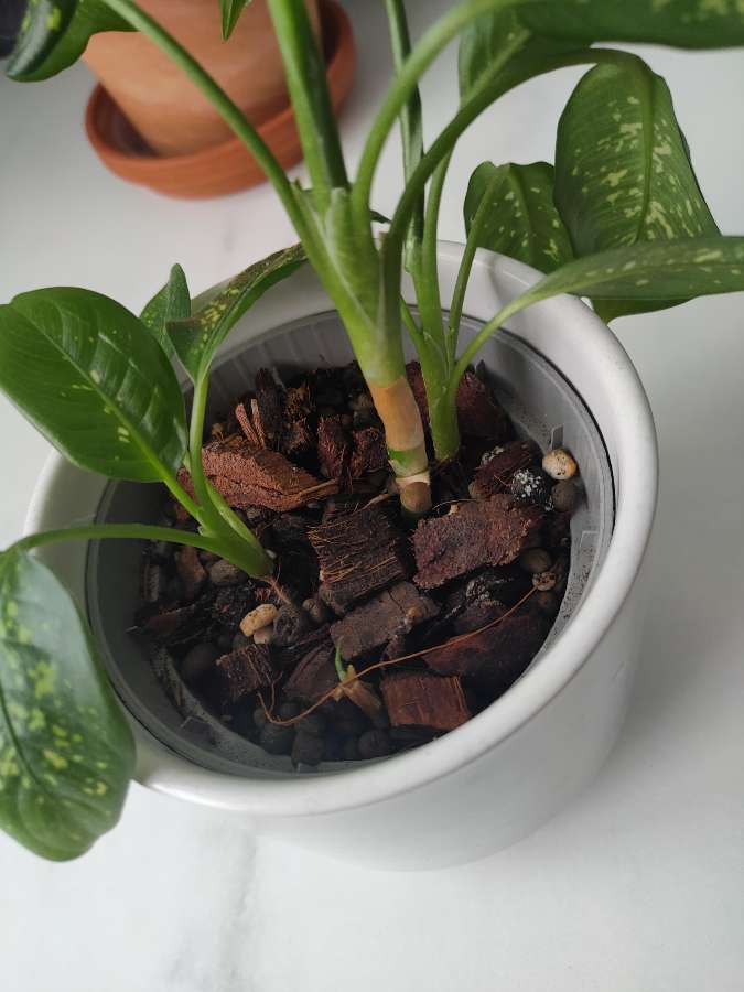 Dieffenbachia 2