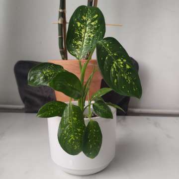 Dieffenbachia