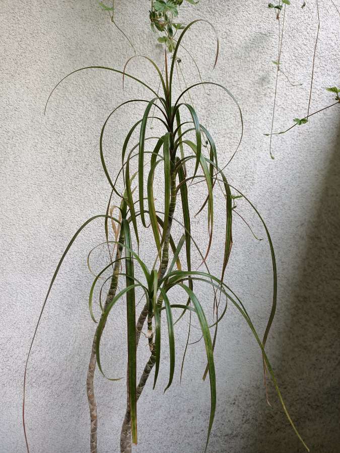 Dracena 75 cm 3