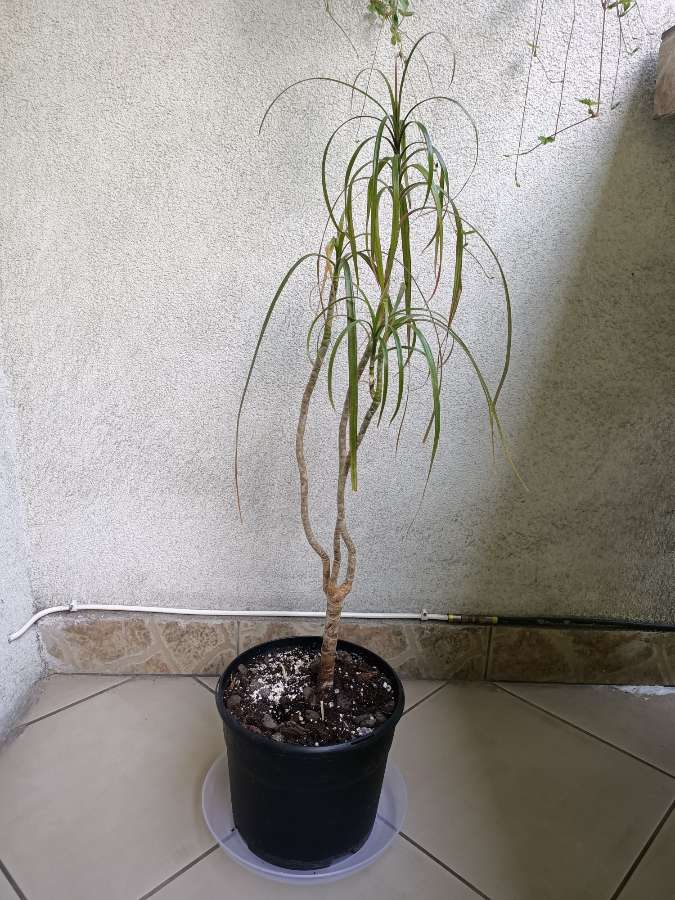 Dracena 75 cm 2