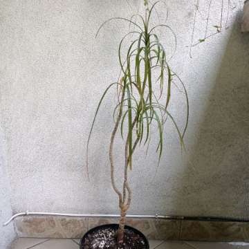 Dracena 75 cm