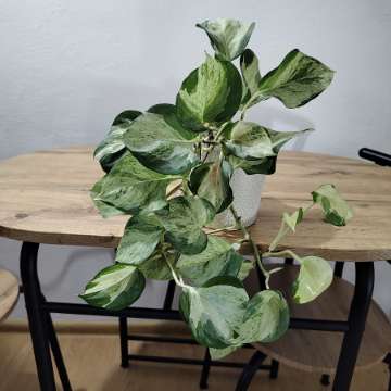 Epipremnum happy leaf