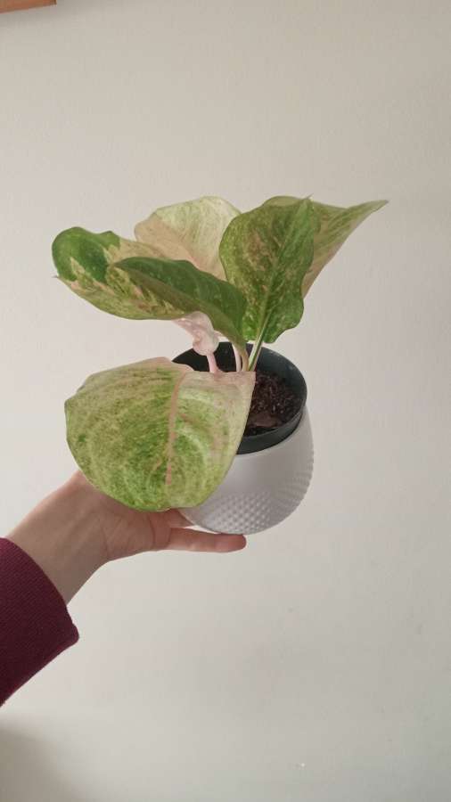 Aglaonema 3