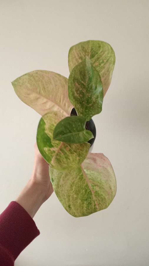 Aglaonema 2