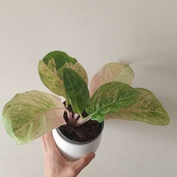 Aglaonema