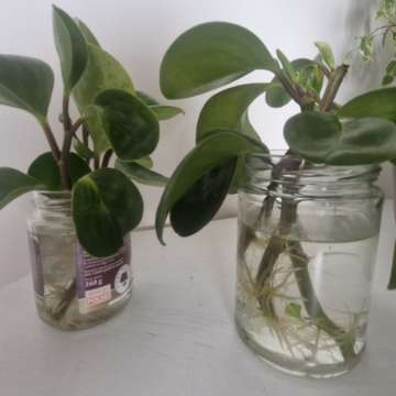 Peperomia tępolistna