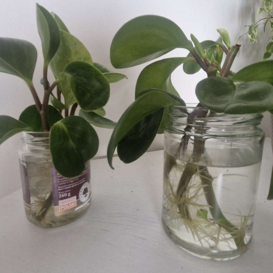 Peperomia tępolistna