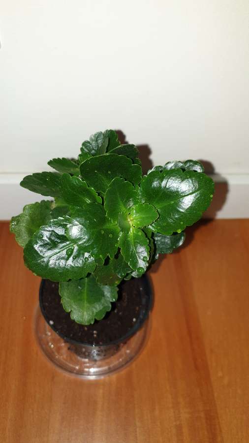 Kalanchoe 2
