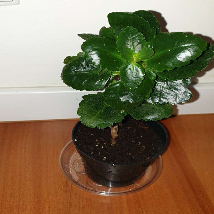 Kalanchoe