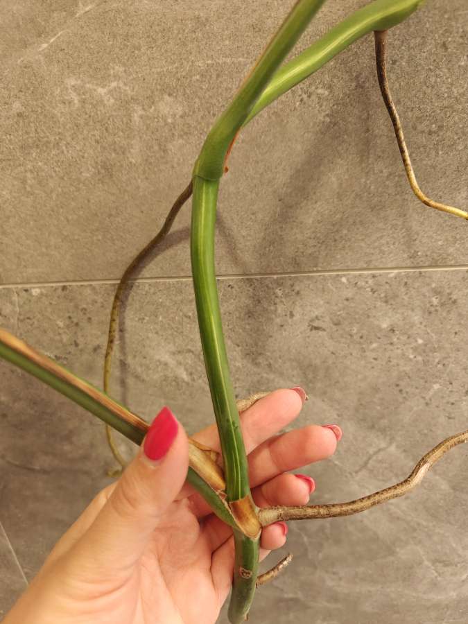 Monstera Deliciosa Variegata sadzonka 3