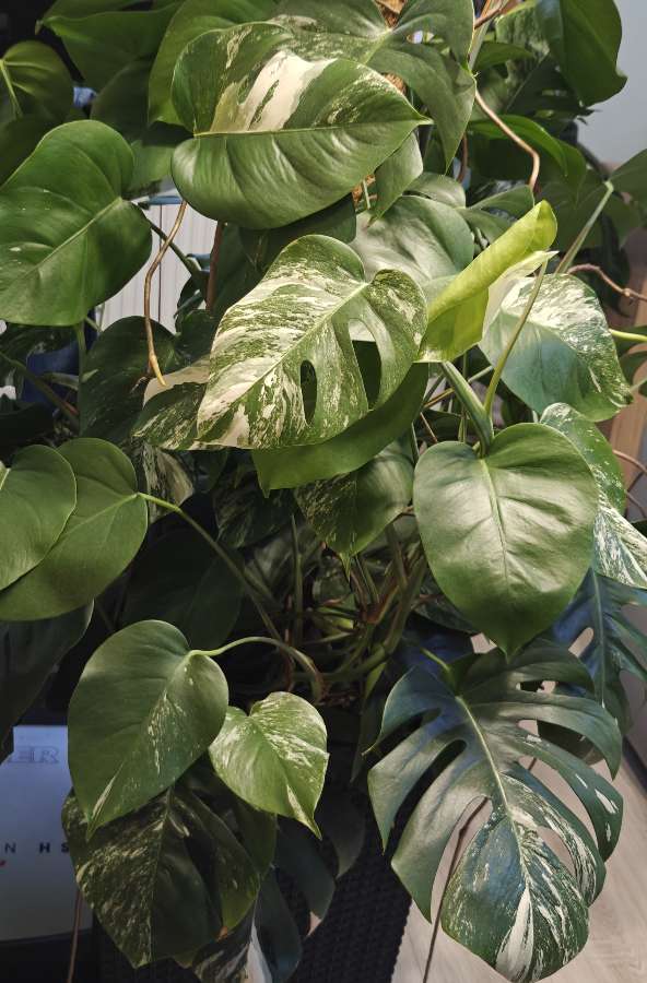 Monstera Deliciosa Variegata sadzonka 5