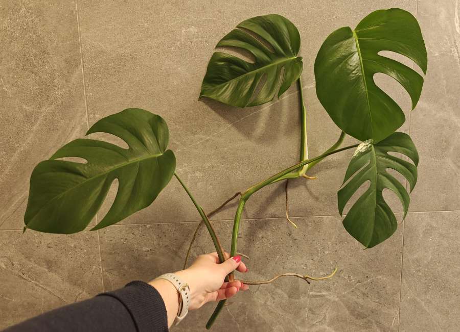 Monstera Deliciosa Variegata sadzonka 2