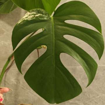 Monstera Deliciosa Variegata sadzonka