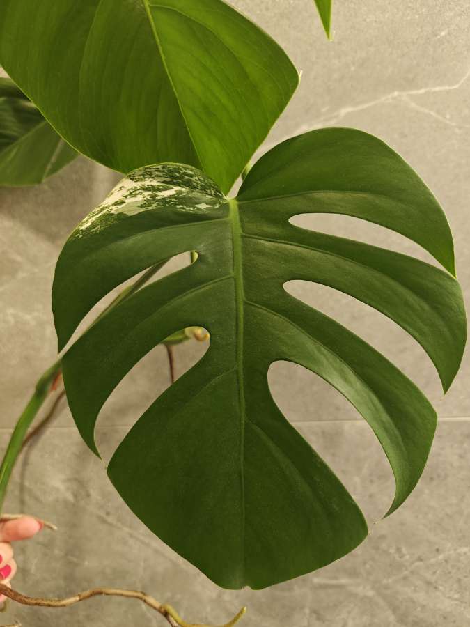 Monstera Deliciosa Variegata sadzonka 4
