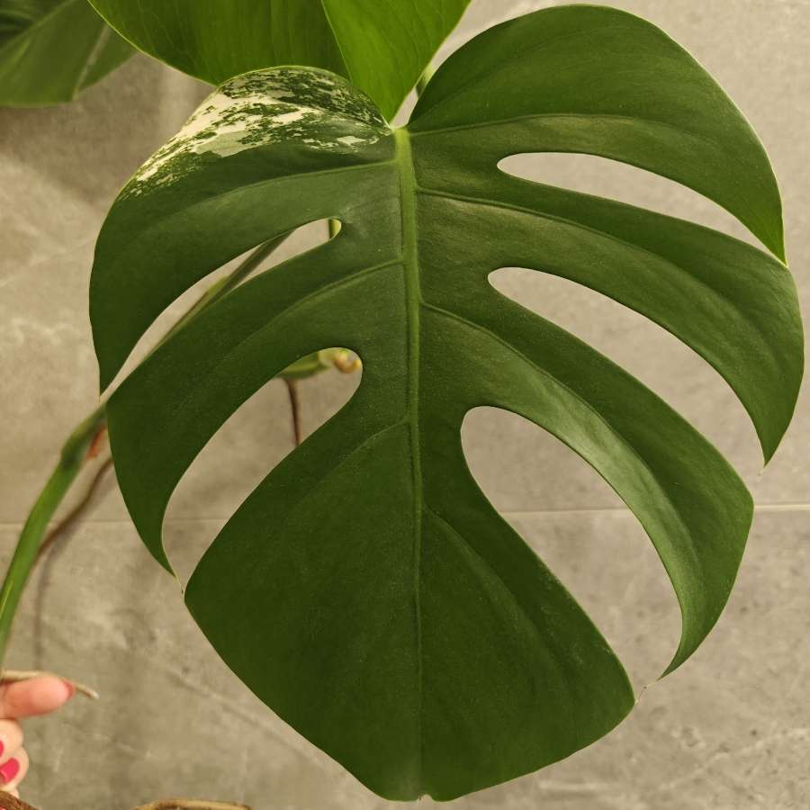 Monstera Deliciosa Variegata sadzonka