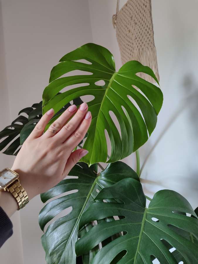 Monstera deliciosa big 4