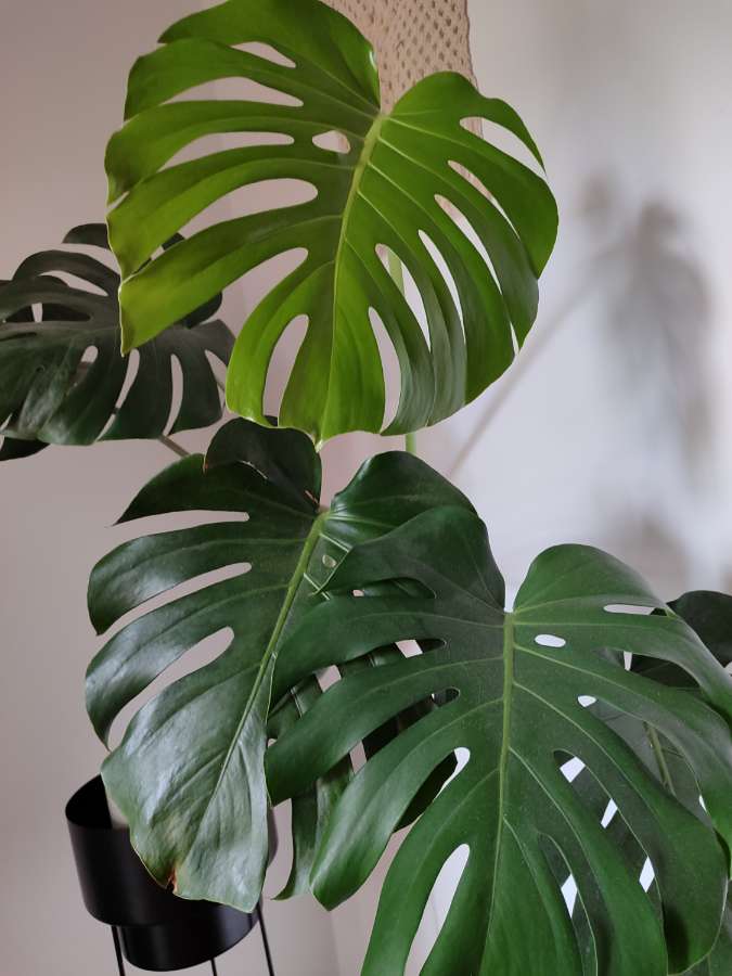 Monstera deliciosa big 3