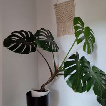 Monstera deliciosa big