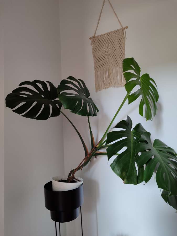 Monstera deliciosa big 2