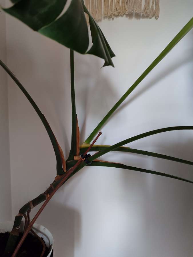 Monstera deliciosa big 5