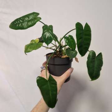 Philodendron Burle Marx