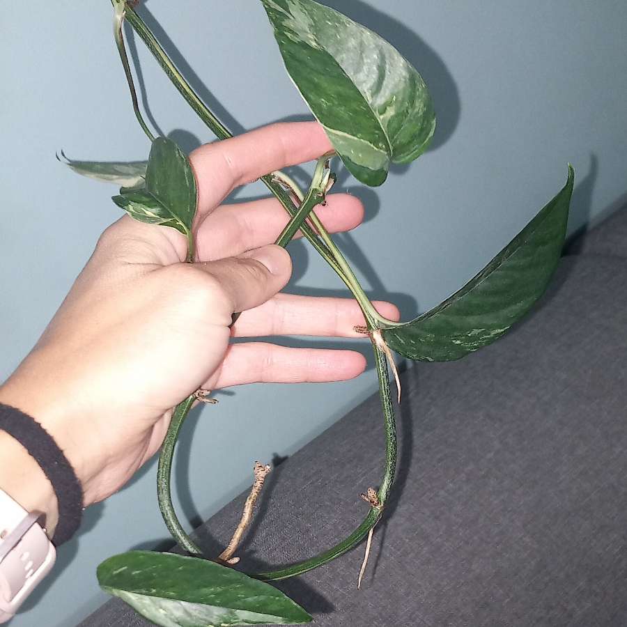 Epipremnum Pinniatum Variegata